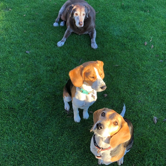 Pet Items ๐ถ๐โ๐ฆบ๐ฆฎ๐โโฌ๐ฑ - Picture 14 of 16